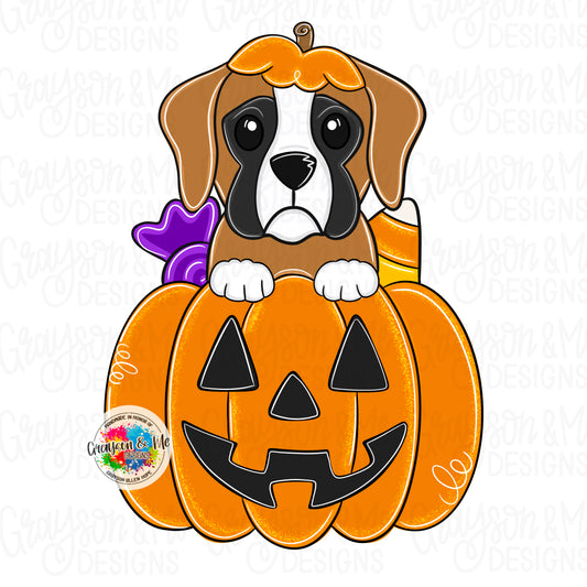 Boxer Pumpkin (GM069)