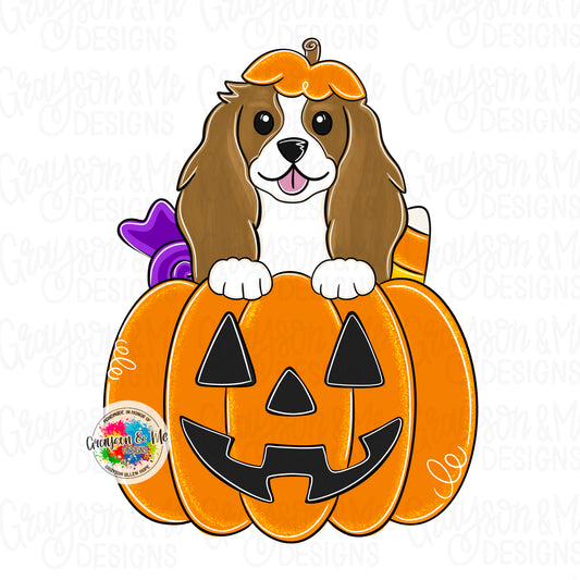 Cavalier Spaniel Pumpkin (GM071)