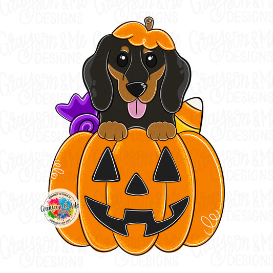 Short Hair Dachshund Pumpkin - Laser Ready SVG