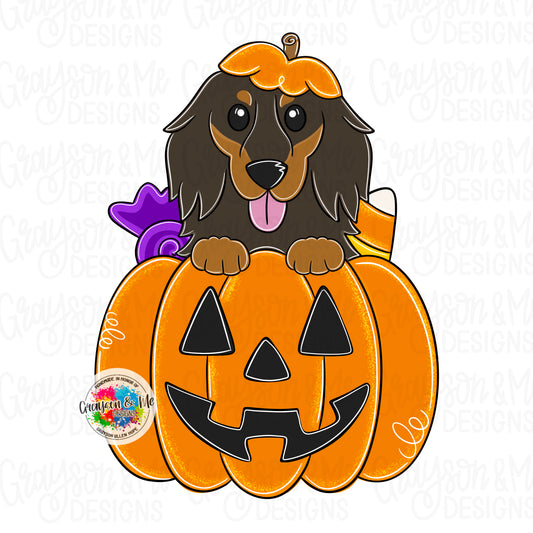 Dachshund Pumpkin (GM062)