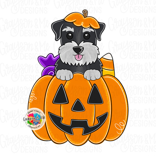 Schnauzer Pumpkin (GM070)