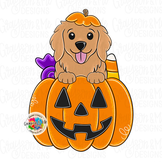 Golden Retriever Pumpkin (GM078)