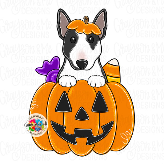 Bull Terrier Pumpkin (GM079)